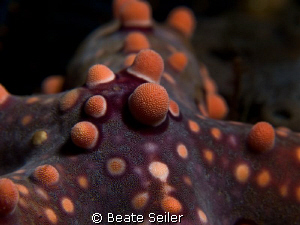 Seastar taken with Canon G10 and UCL165 by Beate Seiler 